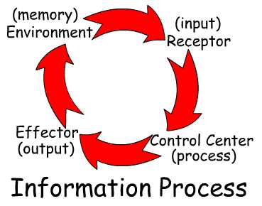 Info Process